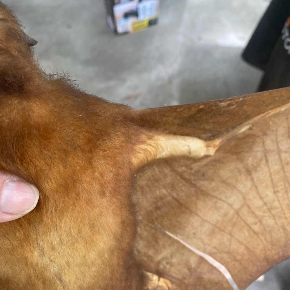 Large Brown Taxidermy Bat - Picture 2 of 11